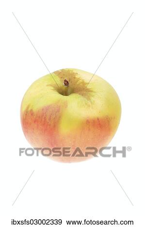 "Apple, Gehres Rambur variety" View Large Photo Image Stock Photo - "Apple, Gehres Rambur variety". Fotosearch