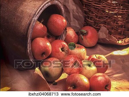 "Apple harvest, vessel with apples in a rustic setting" View Large Photo Image Stock Image - "Apple harvest, vessel with apples in a rustic setting". Fotosearch