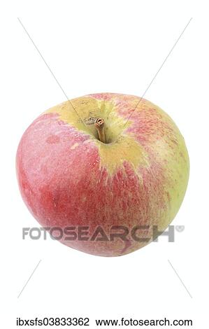 "Apple, Kaiser Alexander variety" View Large Photo Image Stock Image - "Apple, Kaiser Alexander variety". Fotosearch