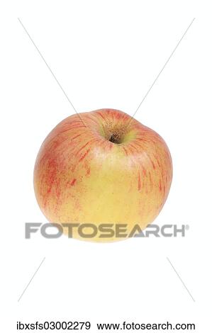 "Apple, Lohrer Rambur variety" View Large Photo Image Stock Photo - "Apple, Lohrer Rambur variety". Fotosearch