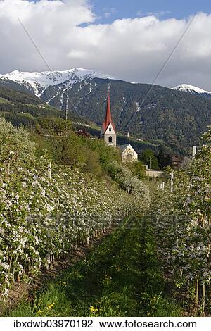 "Apple orchard, behind the Plose, Eisacktal, Elvas, Brixen, Province of South Tyrol, Italy, Europe" View Large Photo Image Stock Image - "Apple orchard, behind the Plose, Eisacktal, Elvas, Brixen, Province of South Tyrol, Italy, Europe". Fotosearch