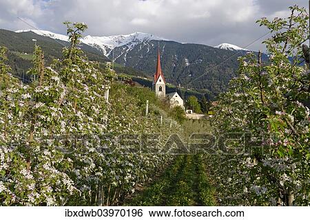 "Apple orchard, behind the Plose, Eisacktal, Elvas, Brixen, Province of South Tyrol, Italy, Europe" View Large Photo Image Stock Photograph - "Apple orchard, behind the Plose, Eisacktal, Elvas, Brixen, Province of South Tyrol, Italy, Europe". Fotosearch