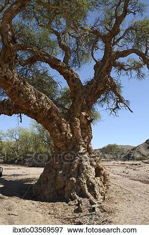 "Apple-ring Acacia, Ana Tree, Balanzan Tree or Winter Thorn (Faidherbia albida, Acacia albida), Namibia, Africa" View Large Photo Image Stock Photo - "Apple-ring Acacia, Ana Tree, Balanzan Tree or Winter Thorn (Faidherbia albida, Acacia albida), Namibia, Africa". Fotosearch