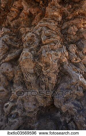 "Apple-ring Acacia, Ana Tree, Balanzan Tree or Winter Thorn (Faidherbia albida, Acacia albida), trunk, Namibia, Africa" View Large Photo Image Stock Photograph - "Apple-ring Acacia, Ana Tree, Balanzan Tree or Winter Thorn (Faidherbia albida, Acacia albida), trunk, Namibia, Africa". Fotosearch