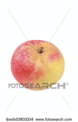 Picture - "Apple, Roter Astrachan variety". Fotosearch