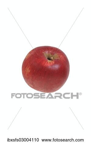 "Apple, Roter Buergstaedter variety" View Large Photo Image Stock Image - "Apple, Roter Buergstaedter variety". Fotosearch