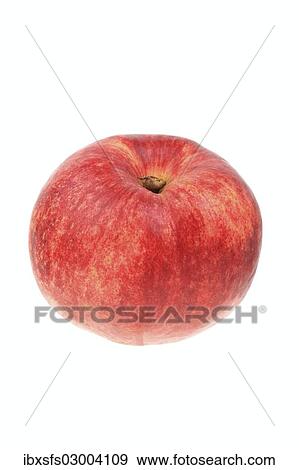 "Apple, Roter Gravensteiner variety" View Large Photo Image Stock Photo - "Apple, Roter Gravensteiner variety". Fotosearch