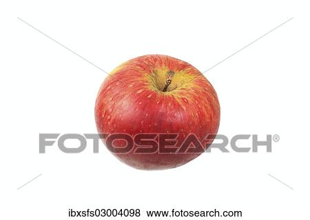 Stock Photo - "Apple, Steinbacher variety". Fotosearch