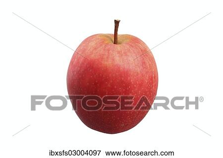 "Apple, Summerred variety" View Large Photo Image Stock Photo - "Apple, Summerred variety". Fotosearch