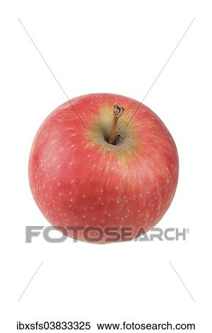 Stock Photography - "Apple, Summerred variety". Fotosearch