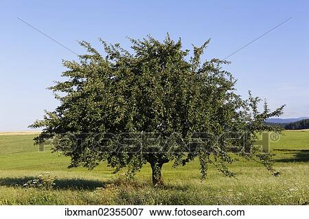 Stock Photo - "Apple tree, Aigen, Muehlviertel region, Upper Austria, Austria, Europe". Fotosearch