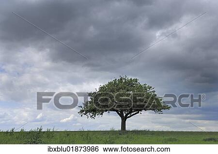 Apple tree in front of a stormy sky View Large Photo Image Stock Photograph - Apple tree in front of a stormy sky. Fotosearch