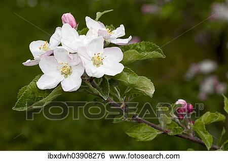 "Apple Tree (Malus), flowering, Baden-Wurttemberg, Germany, Europe" View Large Photo Image Stock Photograph - "Apple Tree (Malus), flowering, Baden-Wurttemberg, Germany, Europe". Fotosearch