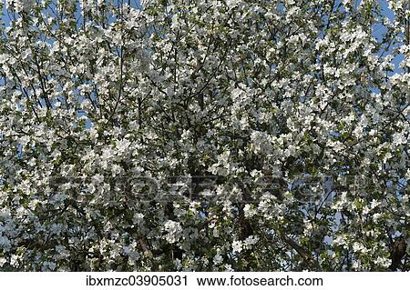 Stock Image - "Apple tree (Malus), in full bloom, Bavaria, Germany, Europe". Fotosearch