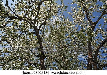 "Apple Tree (Malus), in full bloom, Bavaria, Germany, Europe" View Large Photo Image Stock Photograph - "Apple Tree (Malus), in full bloom, Bavaria, Germany, Europe". Fotosearch