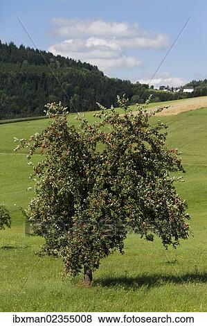 Stock Photo - "Apple tree, Sankt Oswald near Haslach, Muehlviertel region, Upper Austria, Austria, Europe". Fotosearch