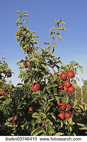 "Apple tree with red apples, Germany, Europe" View Large Photo Image Stock Image - "Apple tree with red apples, Germany, Europe". Fotosearch