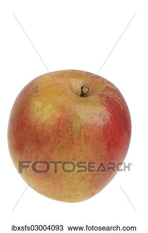 "Apple, Trendelburg Kalvill variety" View Large Photo Image Stock Image - "Apple, Trendelburg Kalvill variety". Fotosearch