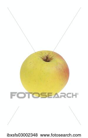 Apple variety from Lunow View Large Photo Image Stock Photo - Apple variety from Lunow. Fotosearch