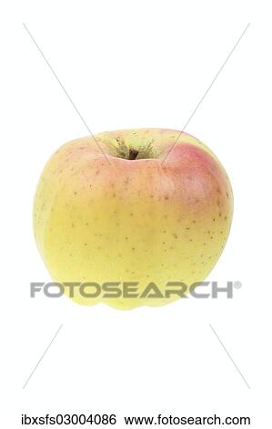 "Apple, Weisser Winterkalvill variety" View Large Photo Image Stock Photograph - "Apple, Weisser Winterkalvill variety". Fotosearch
