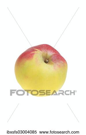 "Apple, Welschies variety" View Large Photo Image Stock Photography - "Apple, Welschies variety". Fotosearch