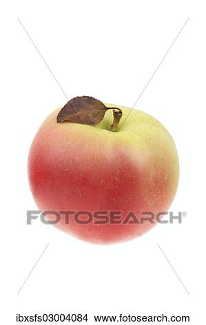 "Apple, Winterbananenapfel variety" View Large Photo Image Picture - "Apple, Winterbananenapfel variety". Fotosearch