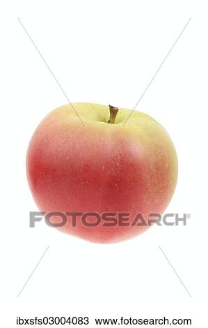 "Apple, Winterbananenapfel variety" View Large Photo Image Stock Image - "Apple, Winterbananenapfel variety". Fotosearch