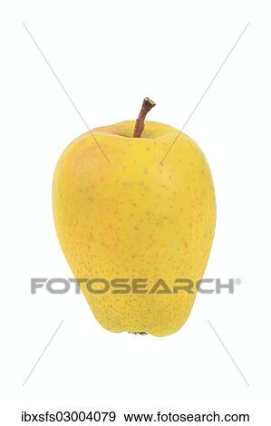 "Apple, Zitronenapfel variety" View Large Photo Image Stock Photo - "Apple, Zitronenapfel variety". Fotosearch