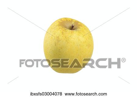 "Apple, Zuccalmaglio Renette variety" View Large Photo Image Stock Photo - "Apple, Zuccalmaglio Renette variety". Fotosearch