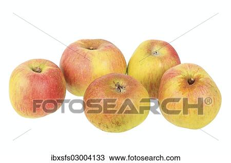 "Apples, Anhalter variety, traditional sort for producing cider" View Large Photo Image Stock Image - "Apples, Anhalter variety, traditional sort for producing cider". Fotosearch