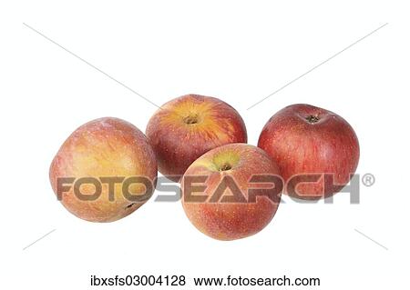 "Apples, Brauner Matapfel variety, traditional sort for producing cider" View Large Photo Image Stock Photo - "Apples, Brauner Matapfel variety, traditional sort for producing cider". Fotosearch