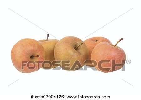 "Apples, Carputin variety, traditional sort for producing cider" View Large Photo Image Stock Photograph - "Apples, Carputin variety, traditional sort for producing cider". Fotosearch