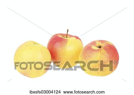 "Apples, Ditzel? ÇÖs Rose Apple variety, traditional sort for producing cider" View Large Photo Image Picture - "Apples, Ditzel? ÇÖs Rose Apple variety, traditional sort for producing cider". Fotosearch