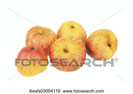 "Apples, Hauxapfel variety, traditional sort for producing cider" View Large Photo Image Stock Photo - "Apples, Hauxapfel variety, traditional sort for producing cider". Fotosearch