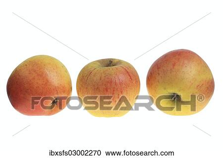 "Apples, Papelus Rambur variety" View Large Photo Image Stock Image - "Apples, Papelus Rambur variety". Fotosearch
