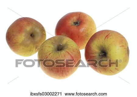 "Apples, Papelus Rambur variety" View Large Photo Image Stock Image - "Apples, Papelus Rambur variety". Fotosearch