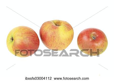 Stock Image - "Apples, Rheinische Schafsnase variety, traditional sort for producing cider". Fotosearch