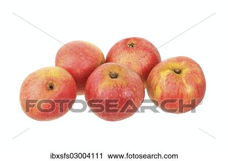 Stock Image - "Apples, Rheinischer Bohnapfel variety, traditional sort for producing cider". Fotosearch