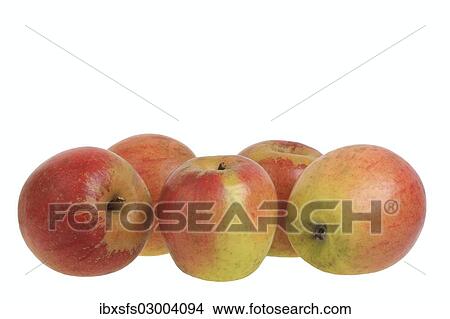 "Apples, Trendelburg Kalvill variety" View Large Photo Image Picture - "Apples, Trendelburg Kalvill variety". Fotosearch