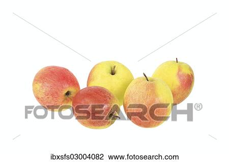 "Apples, Winter Prince variety, traditional sort for producing cider" View Large Photo Image Stock Image - "Apples, Winter Prince variety, traditional sort for producing cider". Fotosearch