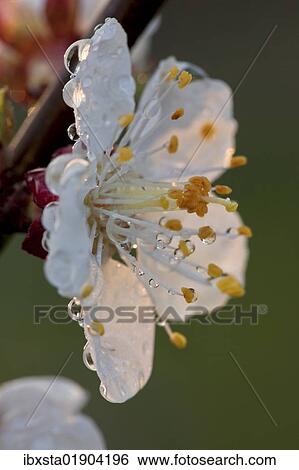 Stock Photograph - Apricot blossom (Prunus armeniaca). Fotosearch