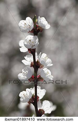 "Apricot tree in blossom, flowering branch of an apricot tree (Prunus armeniaca), Wachau valley, Lower Austria, Austria, Europe" View Large Photo Image Stock Image - "Apricot tree in blossom, flowering branch of an apricot tree (Prunus armeniaca), Wachau valley, Lower Austria, Austria, Europe". Fotosearch