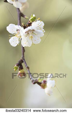 "Apricot tree (Prunus armeniaca), branch with blossoms, Konstanz, Baden-Wurttemberg, Germany, Europe" View Large Photo Image Picture - "Apricot tree (Prunus armeniaca), branch with blossoms, Konstanz, Baden-Wurttemberg, Germany, Europe". Fotosearch