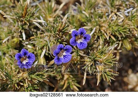 "Aptosimum sp., Goegap Nature Reserve, Namaqualand, South Africa, Africa" View Large Photo Image Stock Image - "Aptosimum sp., Goegap Nature Reserve, Namaqualand, South Africa, Africa". Fotosearch