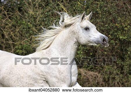 "Arab full-blood horse galloping, grass in its muzzle, North Rhine-Westphalia, Germany, Europe" View Large Photo Image Stock Image - "Arab full-blood horse galloping, grass in its muzzle, North Rhine-Westphalia, Germany, Europe". Fotosearch