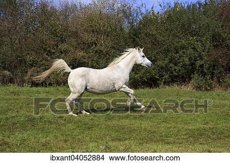 Picture - "Arab full-blood horse galloping, high tail, North Rhine-Westphalia, Germany, Europe". Fotosearch