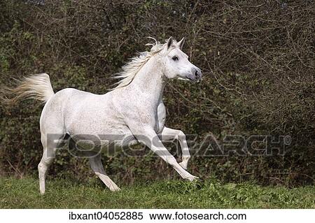 "Arab full-blood horse, galloping, suspension phase, North Rhine-Westphalia, Germany, Europe" View Large Photo Image Stock Photography - "Arab full-blood horse, galloping, suspension phase, North Rhine-Westphalia, Germany, Europe". Fotosearch
