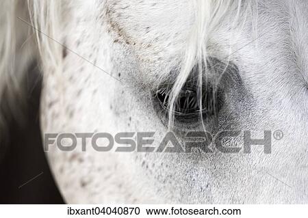 Stock Image - "Arab horse, white horse, mare, detail view of strand of hair over the eye, North Rhine-Westphalia, Germany, Europe". Fotosearch