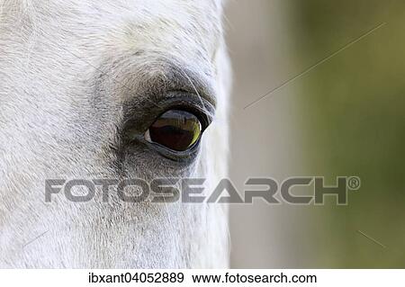 "Arab horse, white horse, mare, detail view of the eye, North Rhine-Westphalia, Germany, Europe" View Large Photo Image Stock Photo - "Arab horse, white horse, mare, detail view of the eye, North Rhine-Westphalia, Germany, Europe". Fotosearch