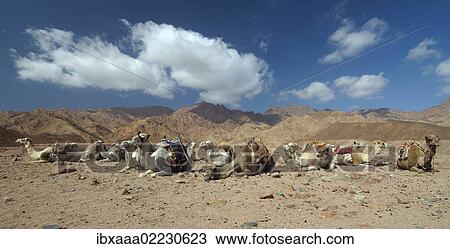 "Arabian camels (Camelus dromedarius) in desert, Dahab, Red Sea, Egypt, Africa" View Large Photo Image Stock Image - "Arabian camels (Camelus dromedarius) in desert, Dahab, Red Sea, Egypt, Africa". Fotosearch